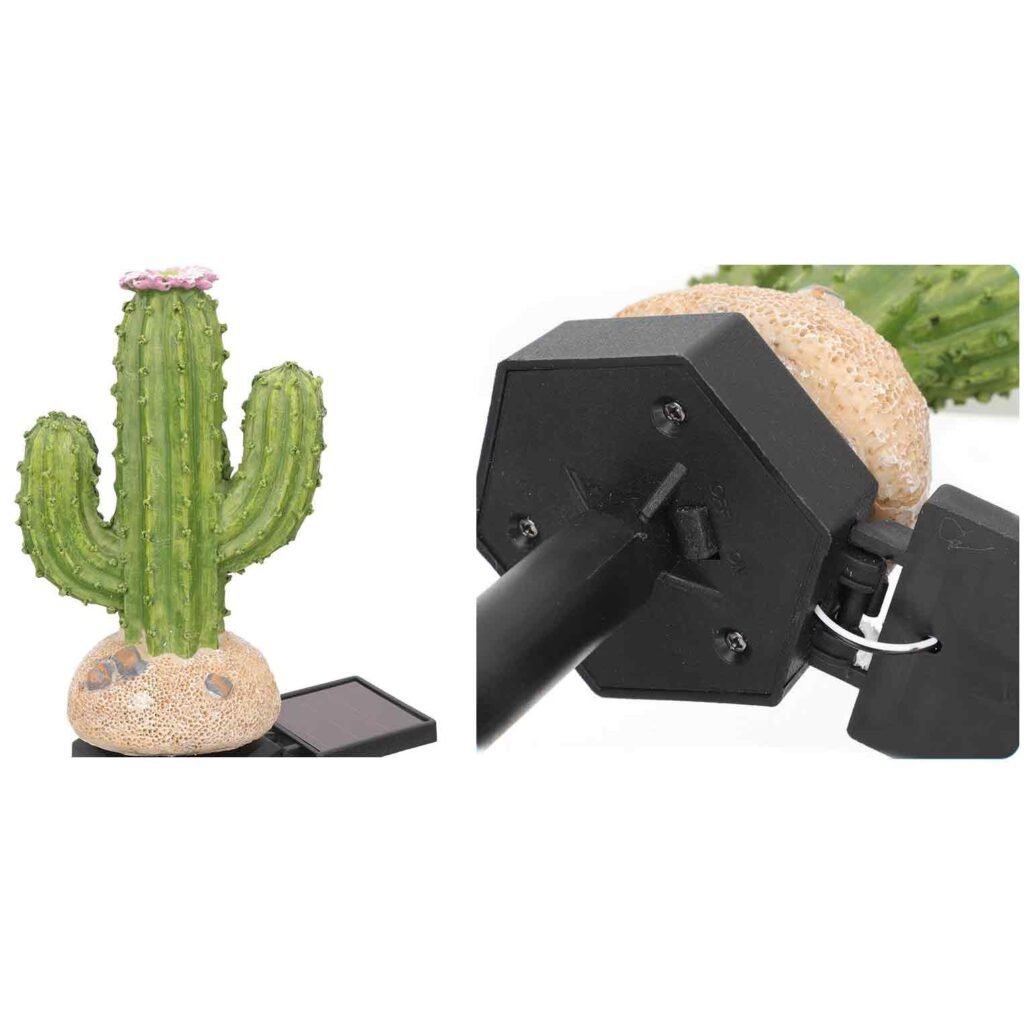 kaktus na kamieniu
